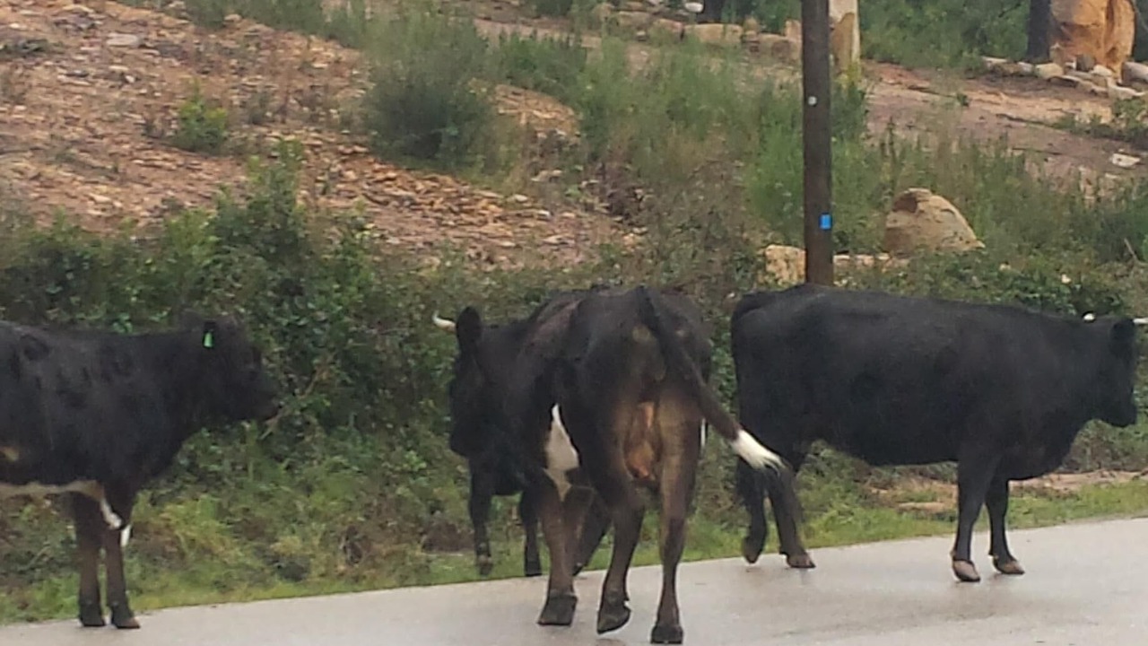 Photo of Others in Carbuccia