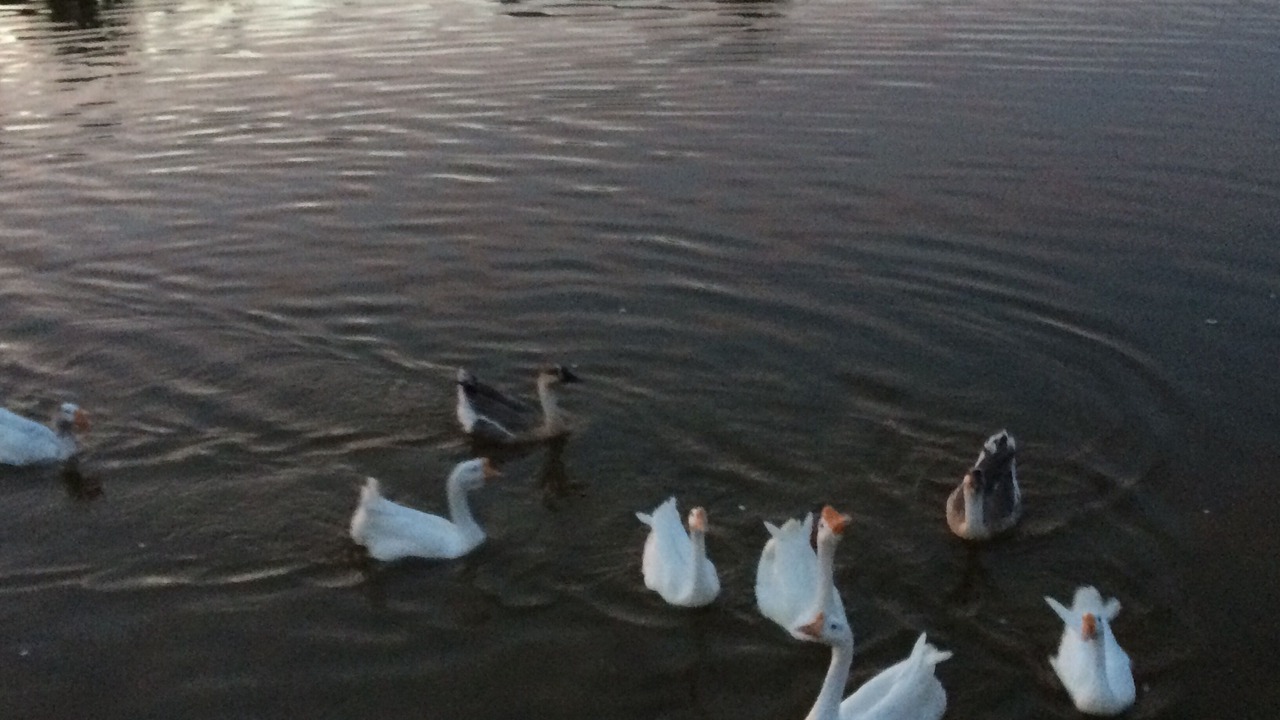 Photo of Others in Arizona City