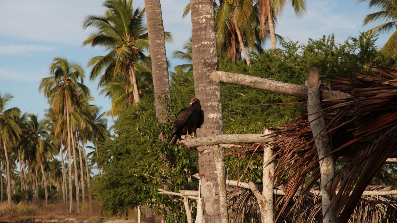 Photo of Outdoor in Teacapan