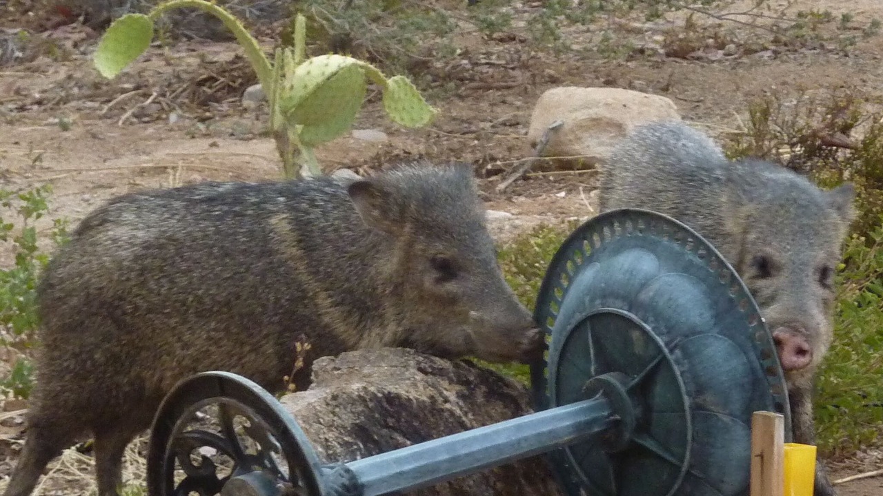 Photo of Others in Marana