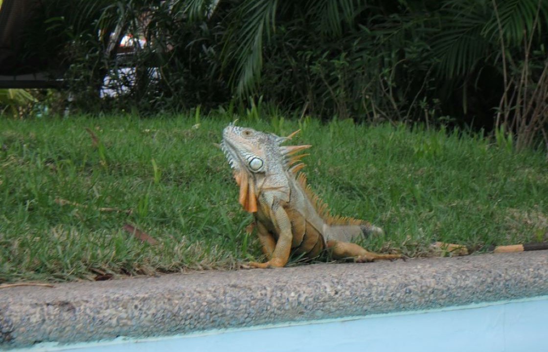 Photo of Outdoor in Nuevo Vallarta