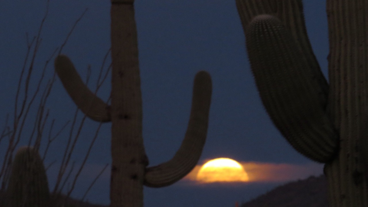 Photo of Others in Tucson