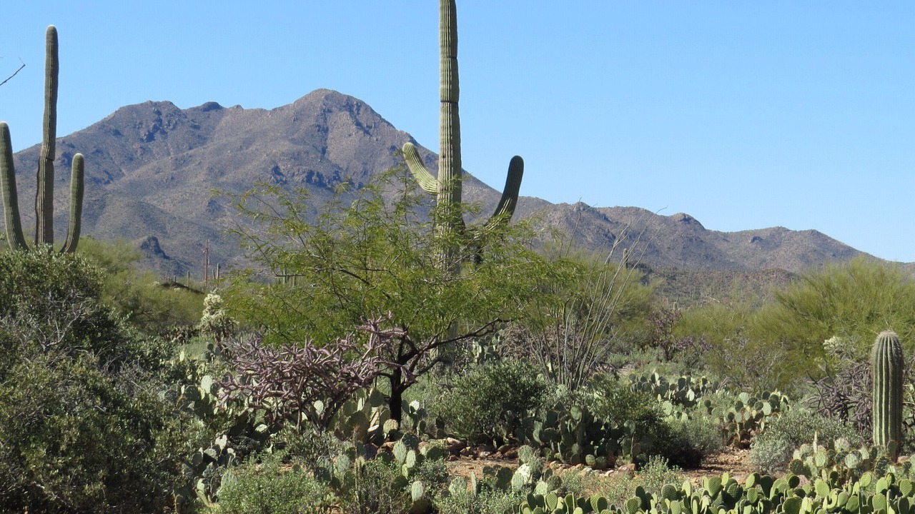 Photo of Outdoor in Tucson