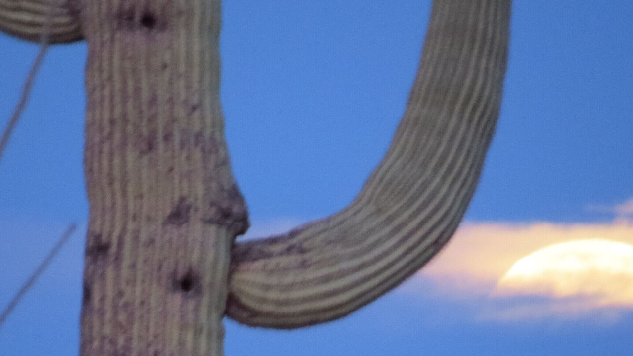 Photo of Others in Tucson