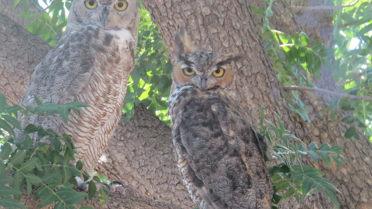 Photo of Others in Tucson