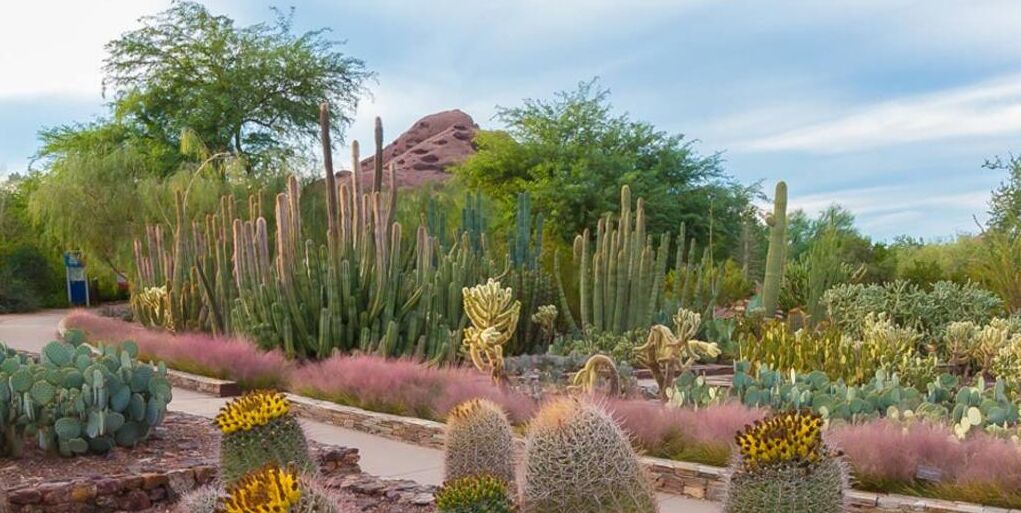 Photo of Outdoor in McDowell Mountain Apartments