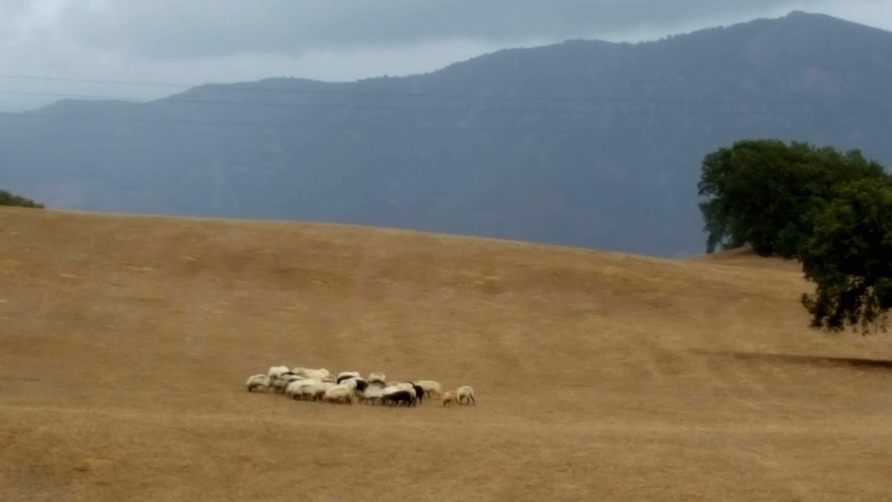 Photo of Others in Cargese