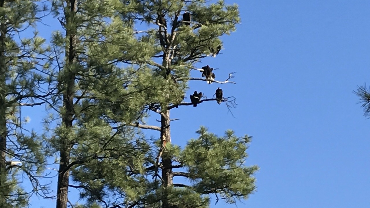Photo of Others in Strawberry