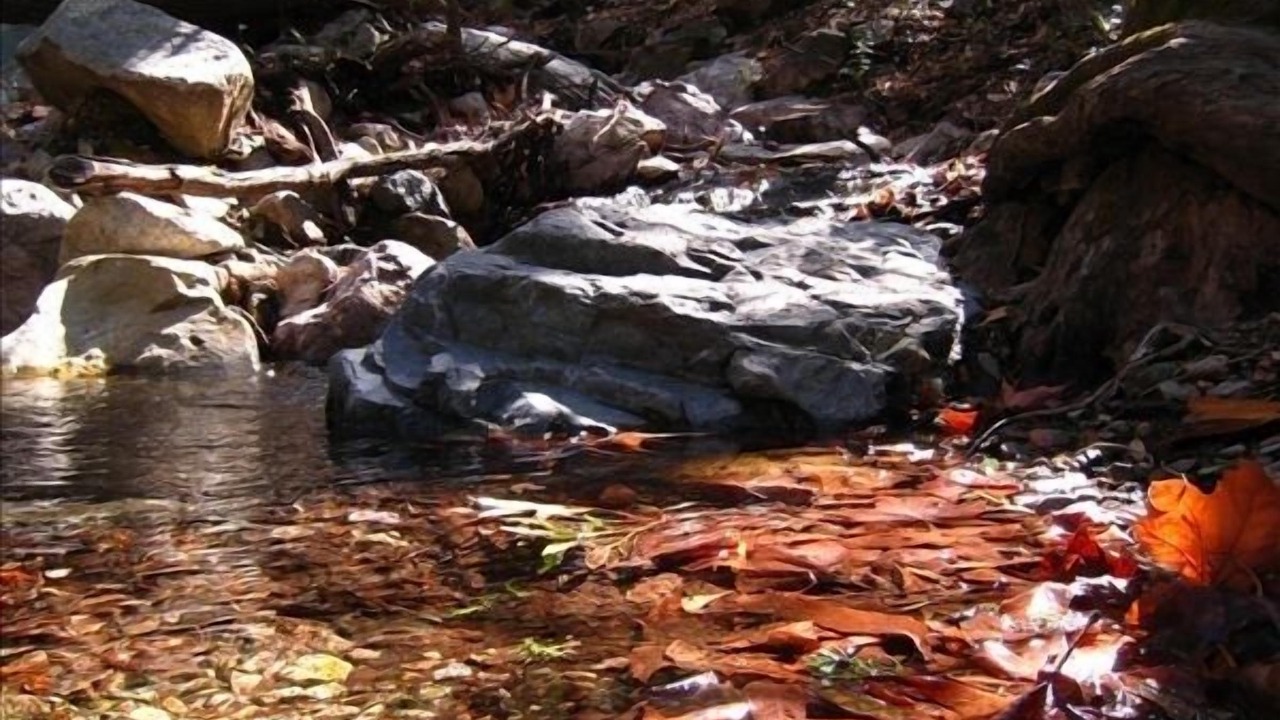 Photo of Others in Rio Rico