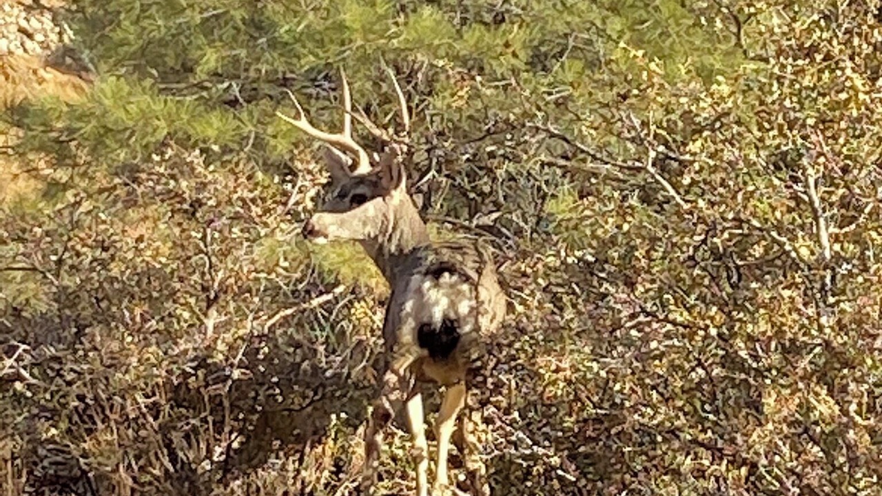 Photo of Outdoor in Kingman