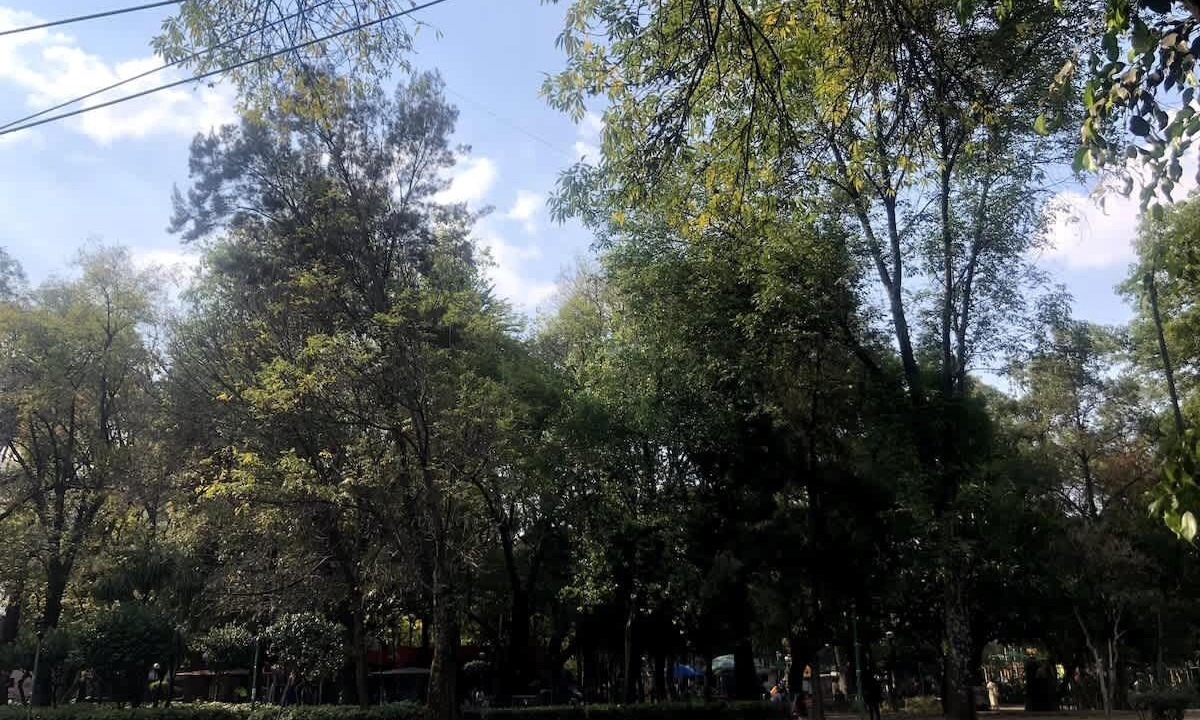 Photo of Others in La Condesa
