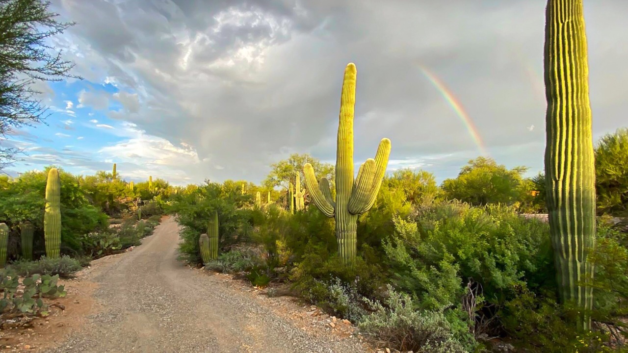 Photo of Others in Tucson