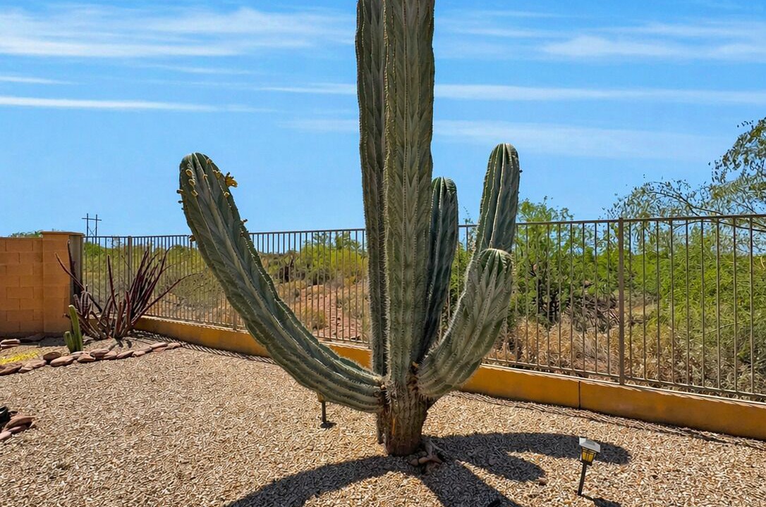 Photo of Outdoor in Gold Canyon