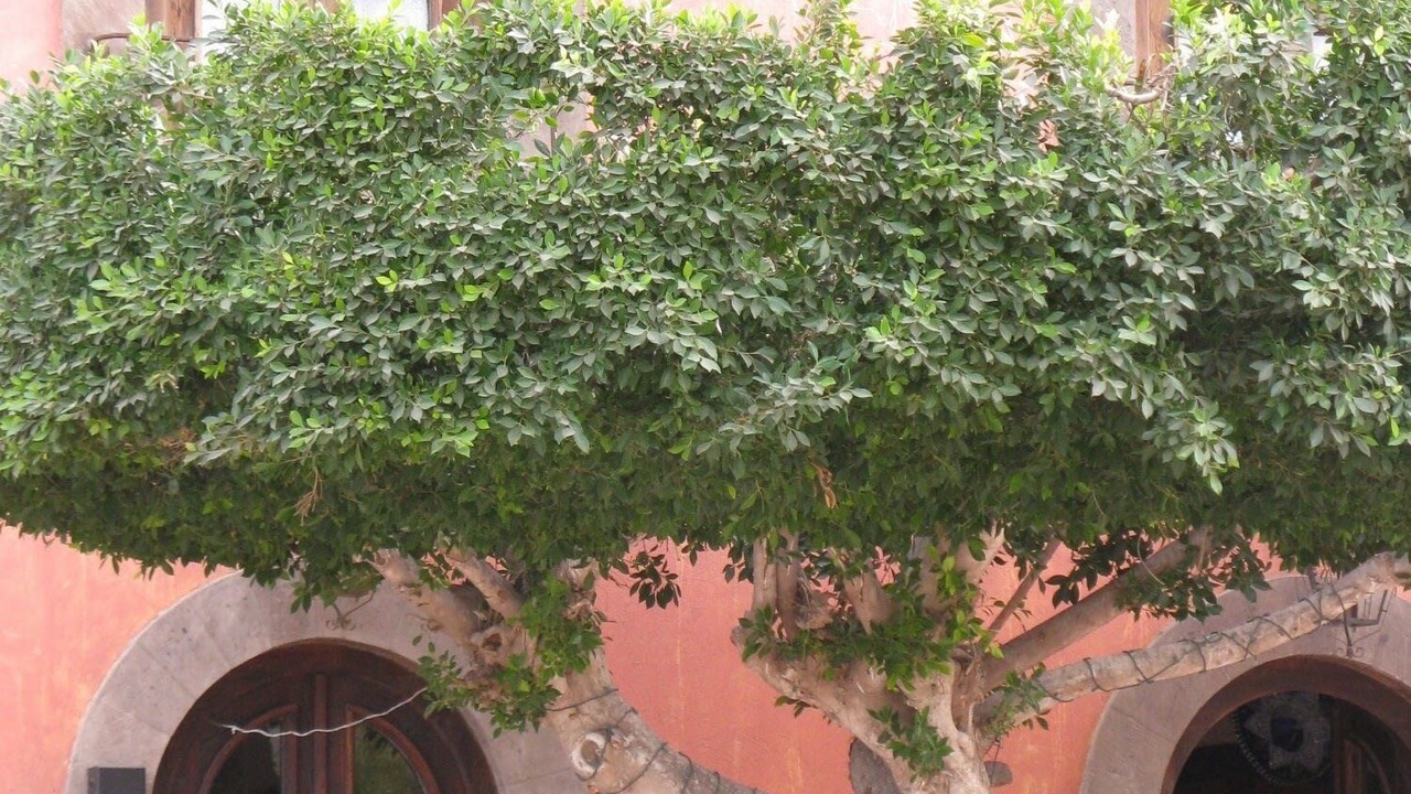 Photo of Outdoor in El Marasal