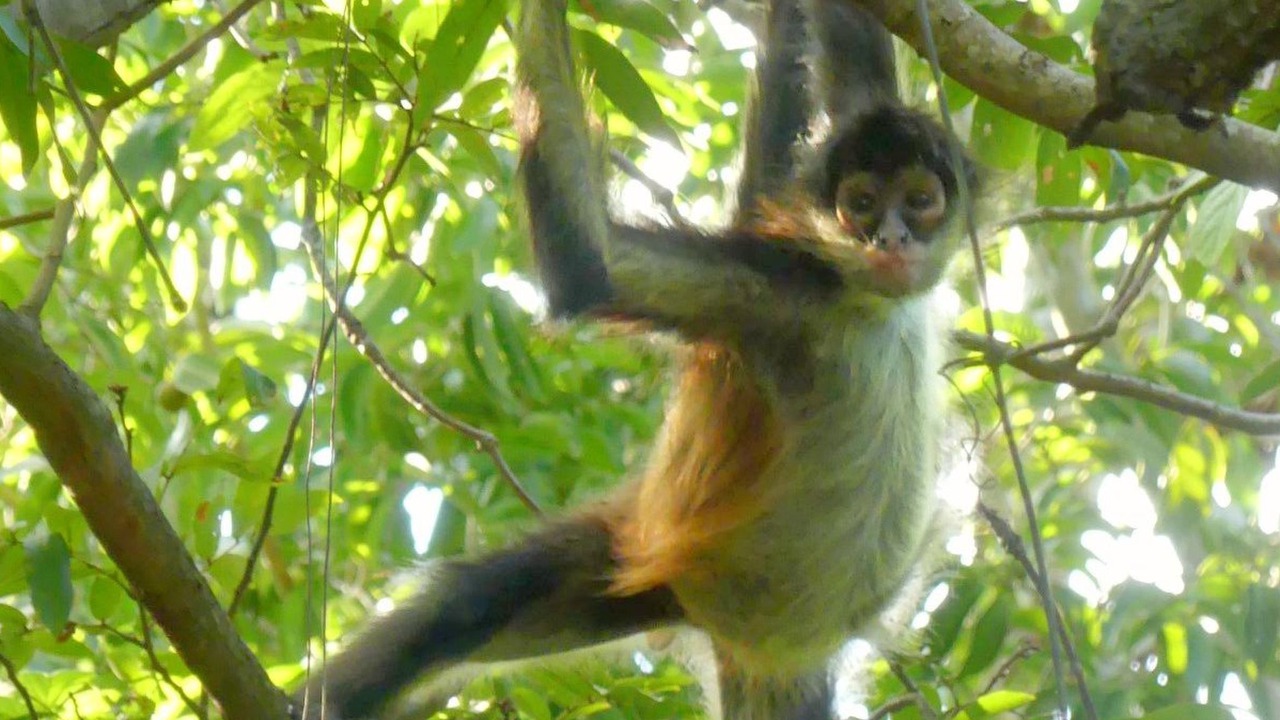 Photo of Others in Akumal