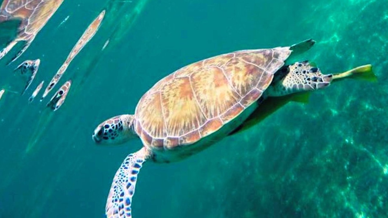Photo of Others in Akumal