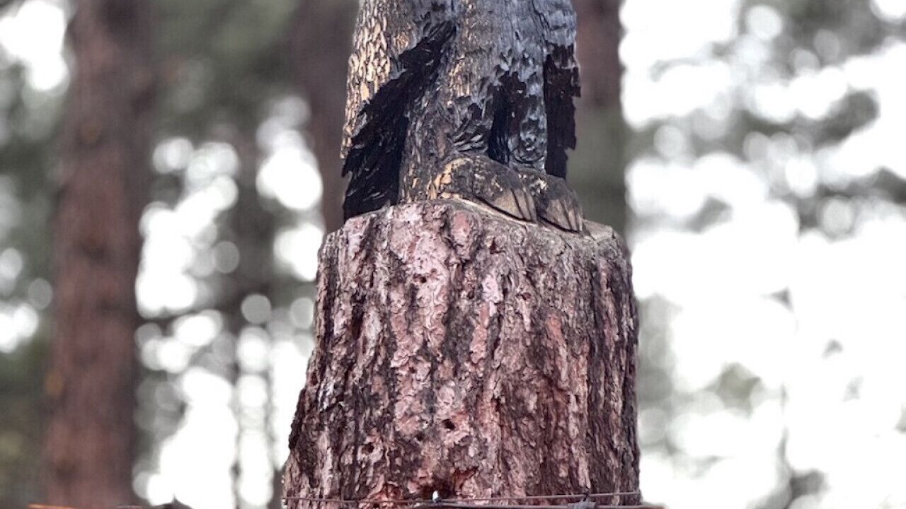 Photo of Others in Flagstaff