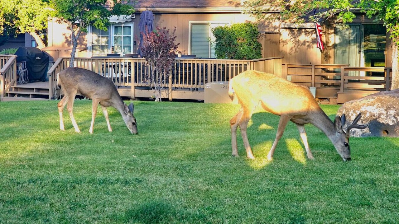 Photo of Outdoor in Flagstaff