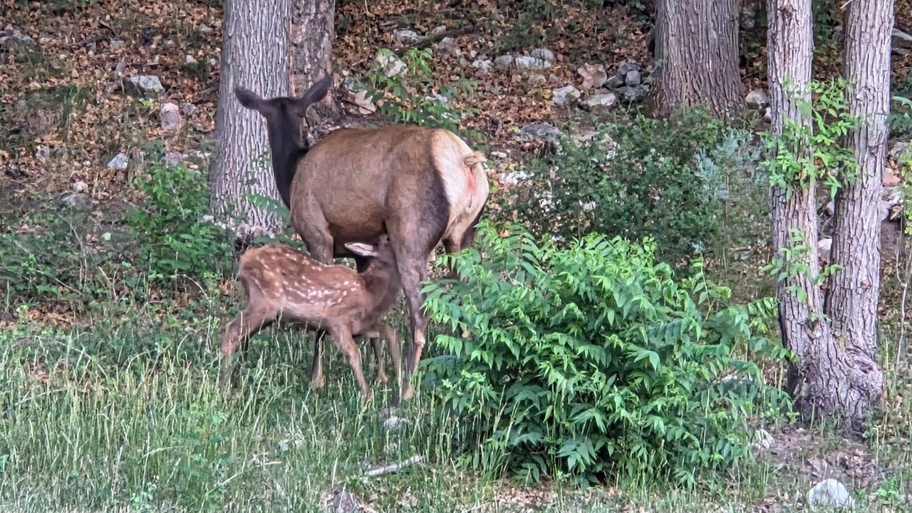 Photo of Others in Christopher Creek