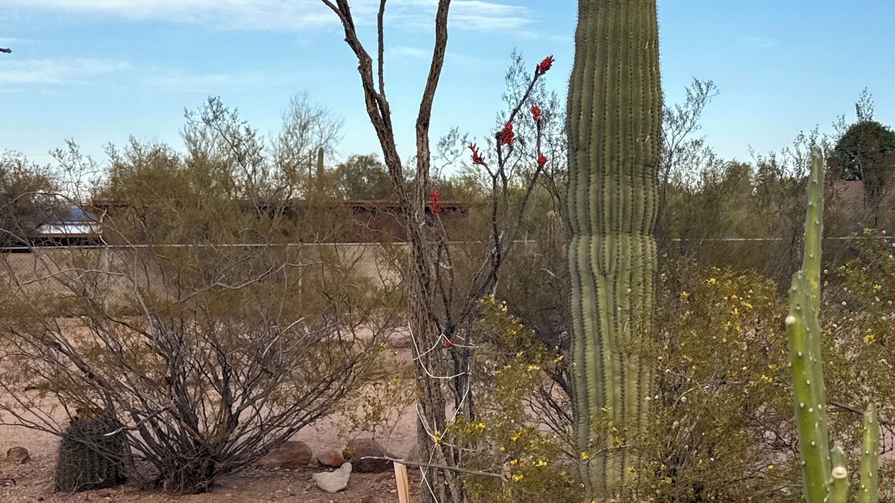 Photo of Others in Tucson