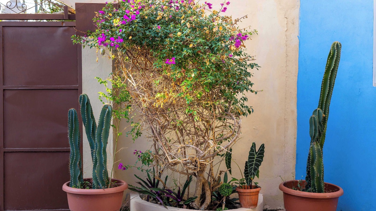 Photo of Outdoor in Montecarlo
