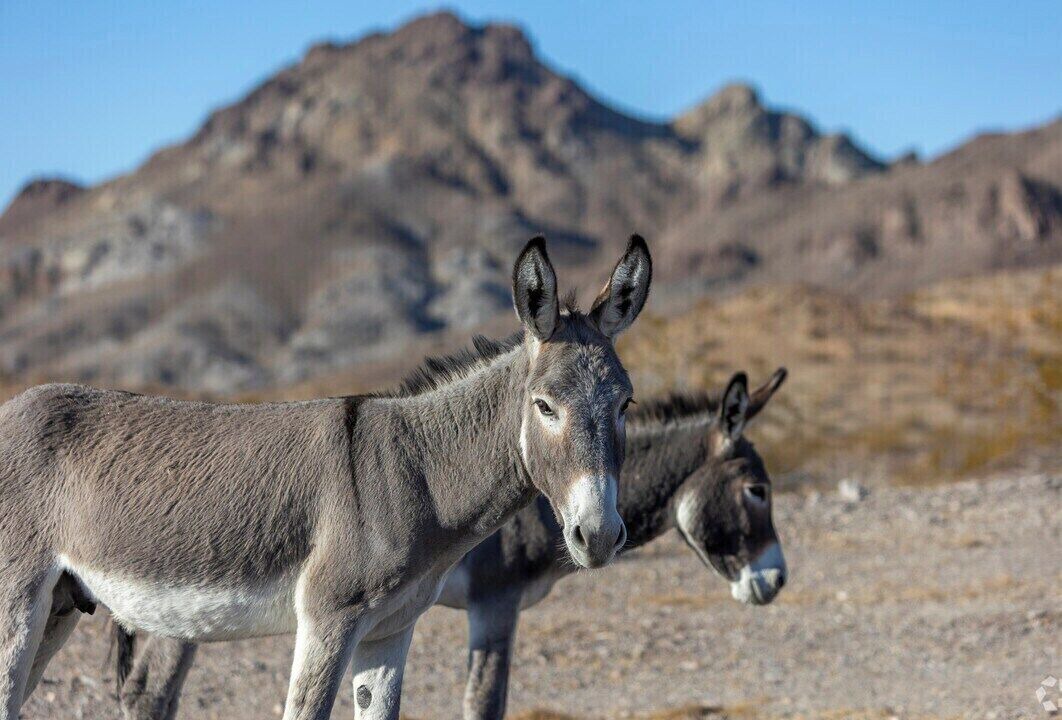 Photo of Others in Topock