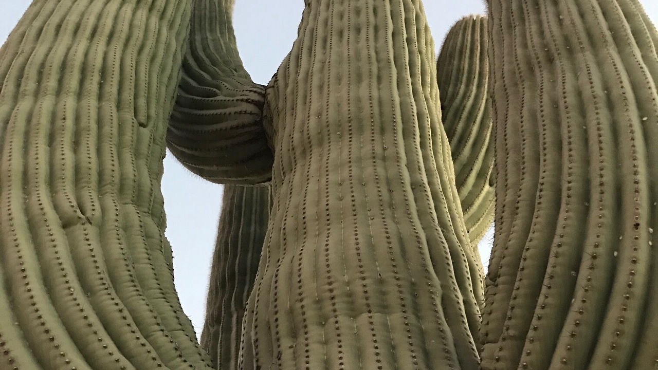 Photo of Others in Tucson
