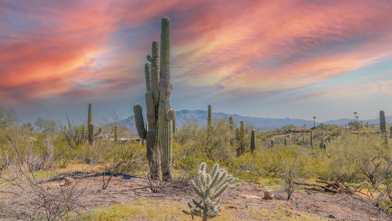 Photo of Others in Tucson
