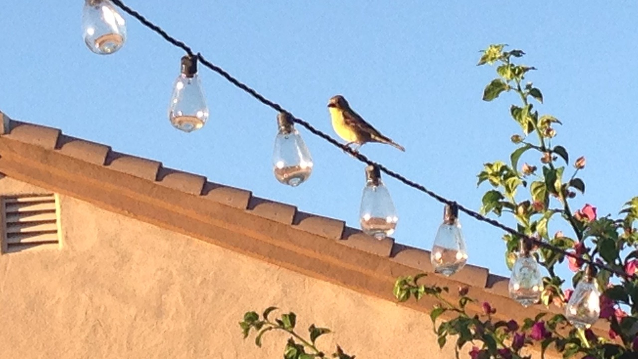 Photo of Outdoor in Rancho Vistoso