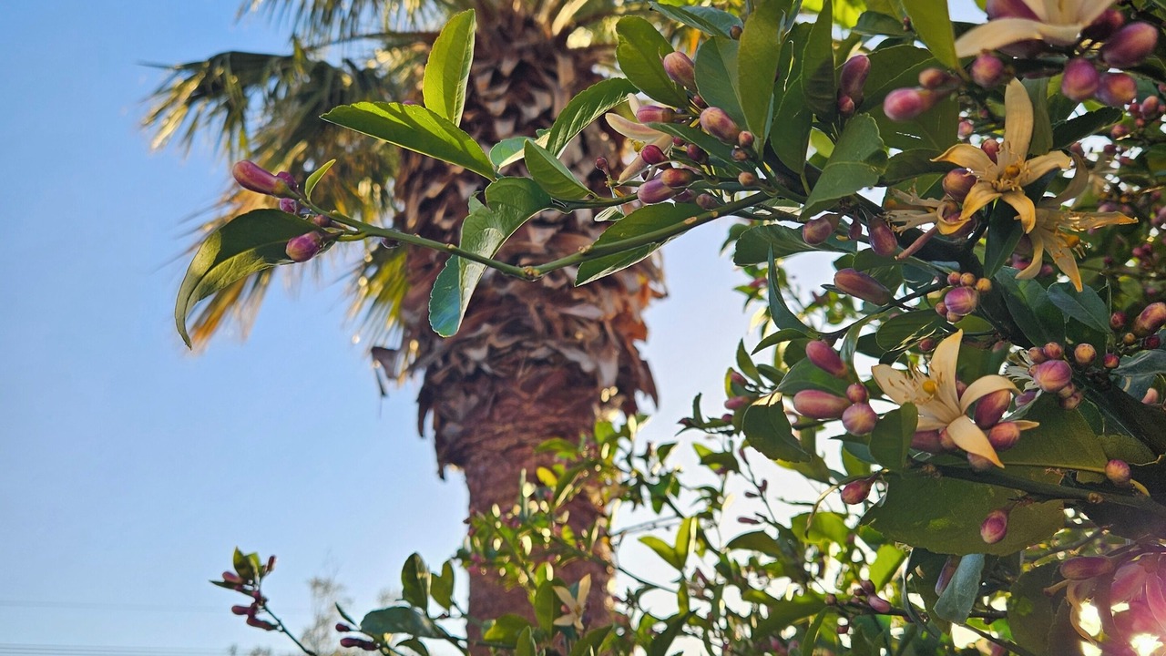 Photo of Outdoor in Rita Ranch
