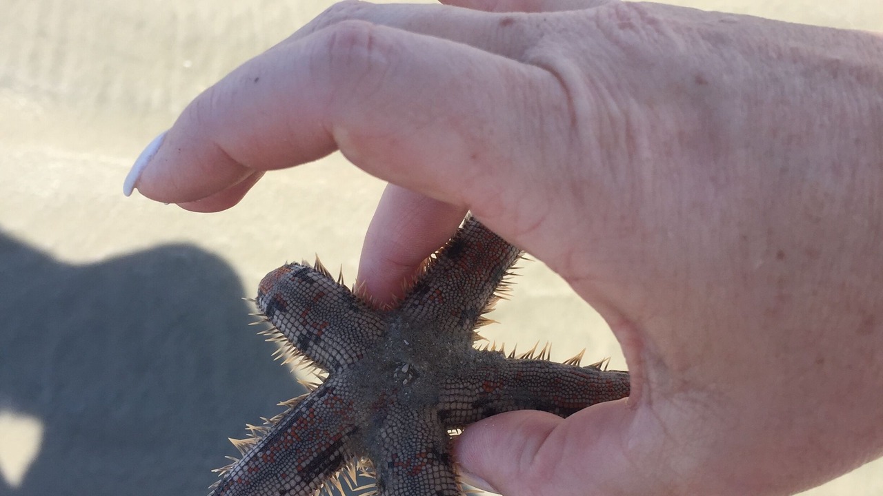 Photo of Others in Puerto Penasco