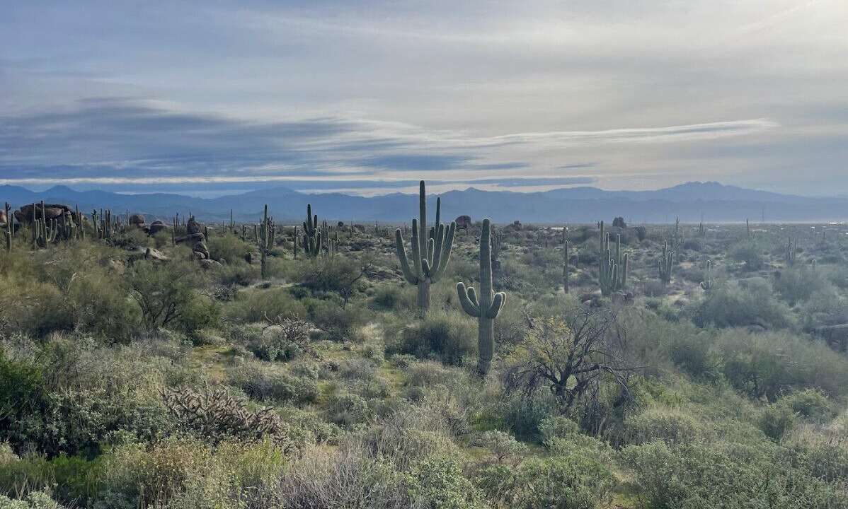 Photo of Others in Rio Verde Foothills