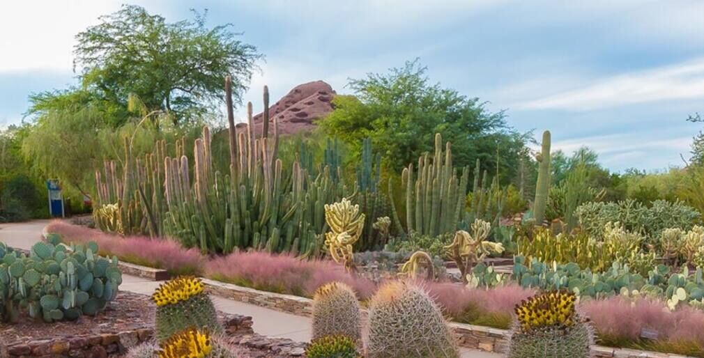 Photo of Others in McDowell Mountain Apartments