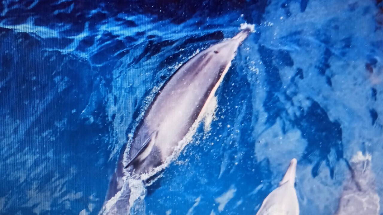 Photo of Others in Mazatlan