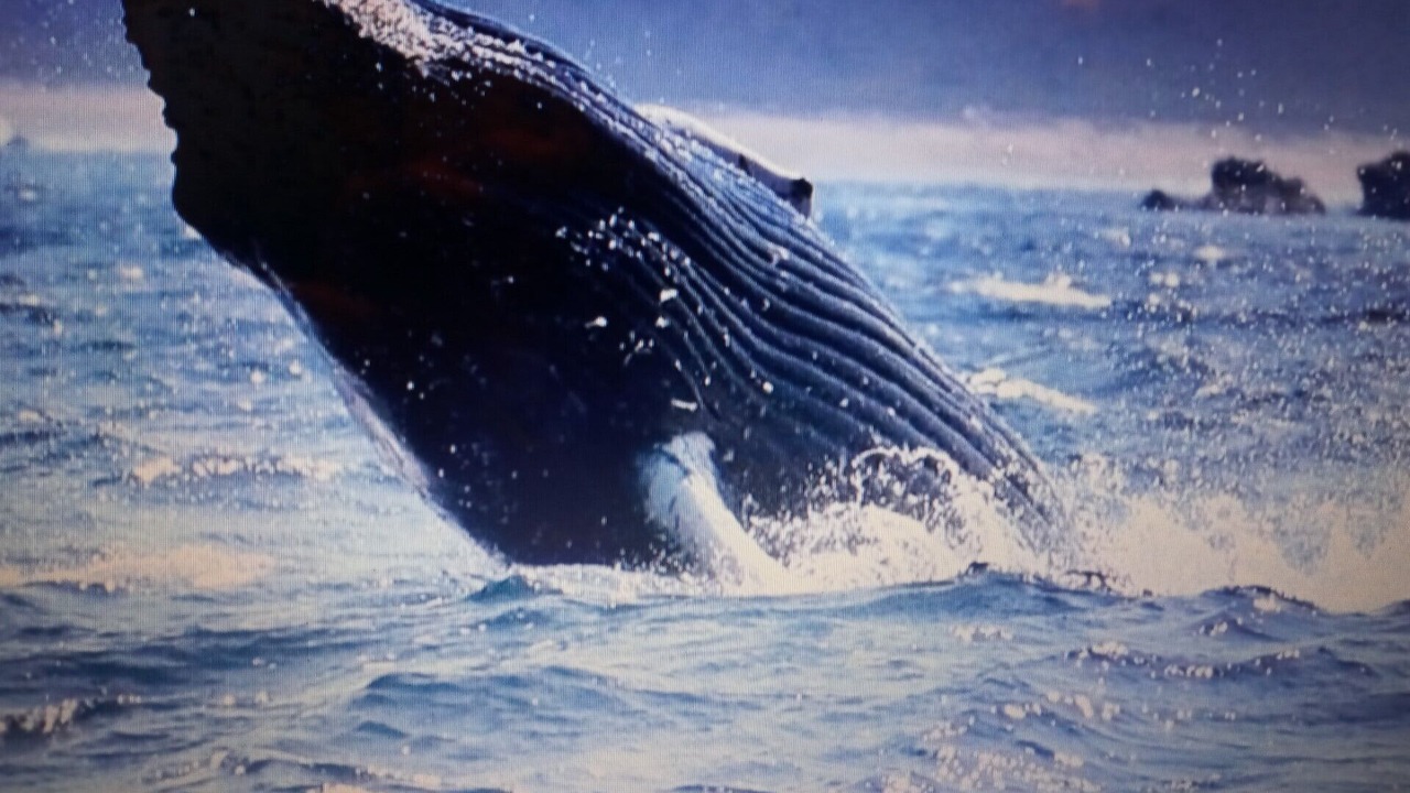 Photo of Others in Mazatlan
