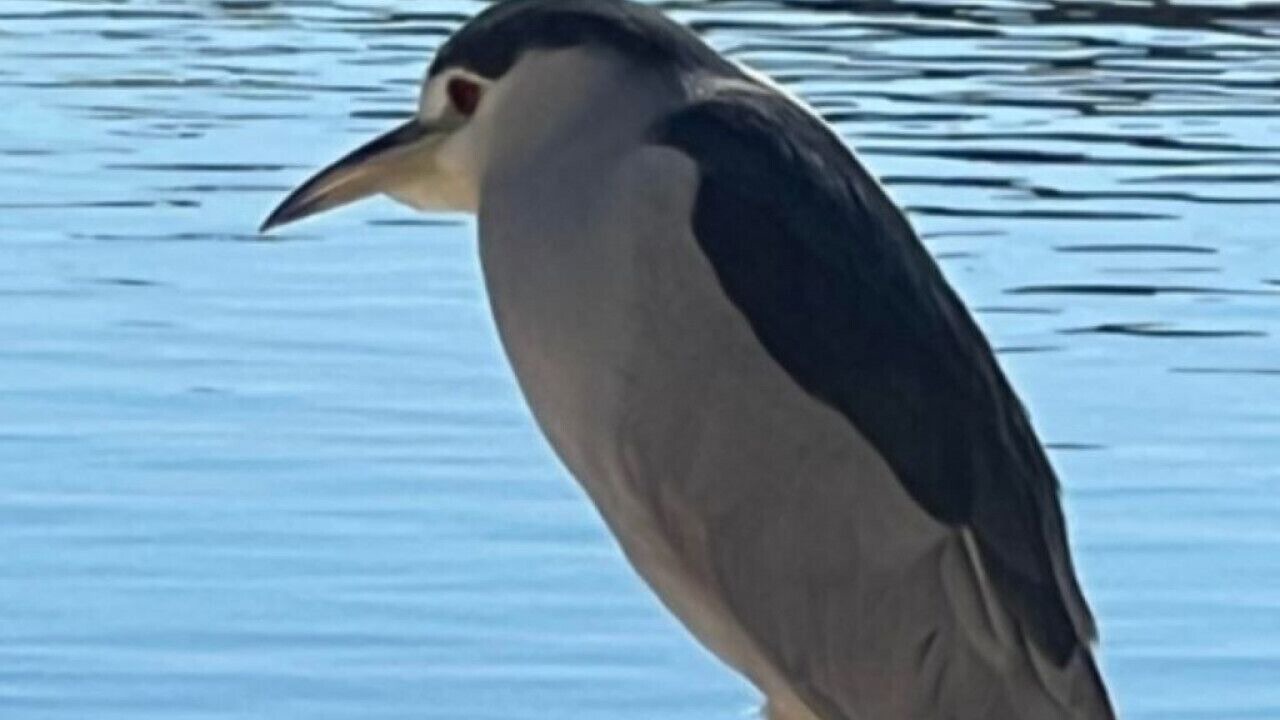 Photo of Others in Arrowhead Lakes