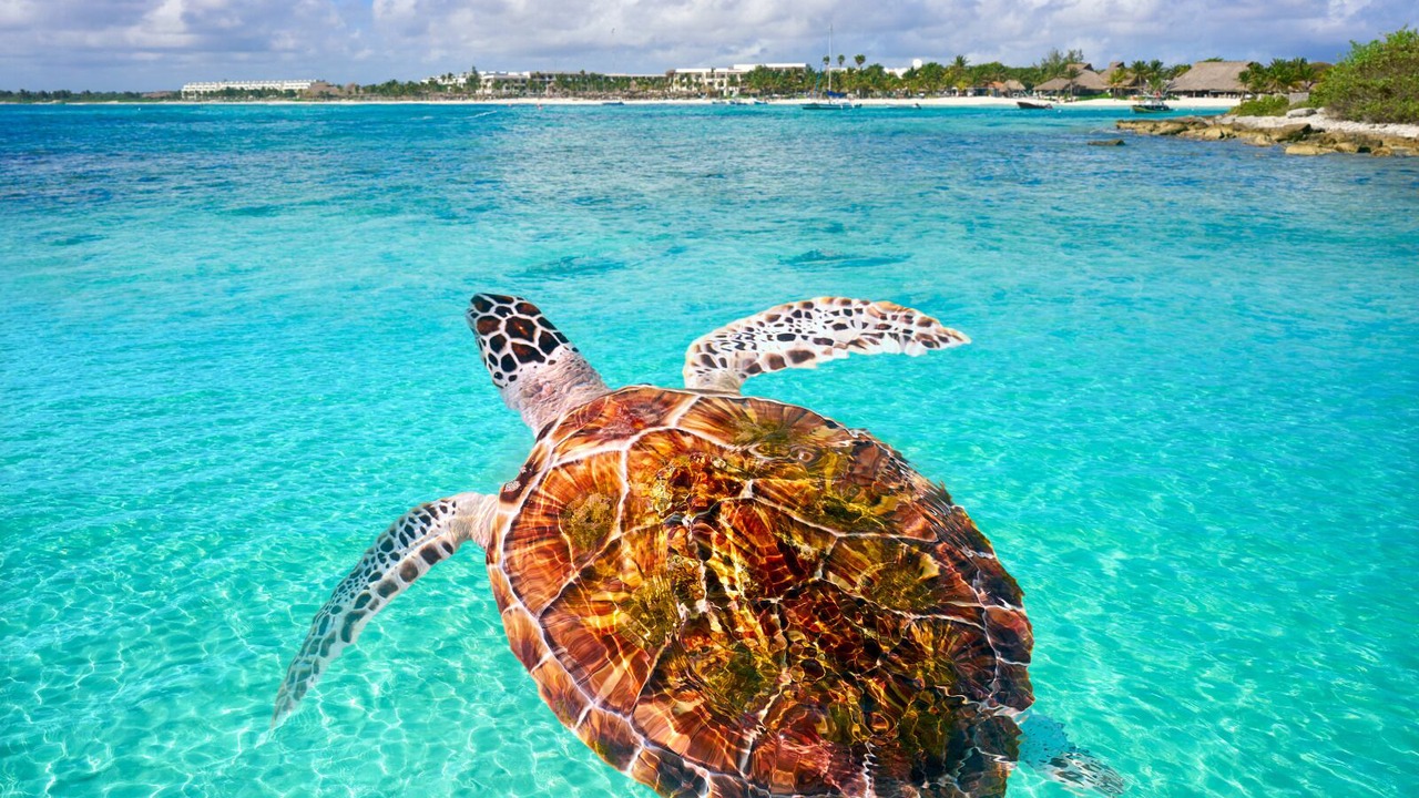 Photo of Others in Tulum