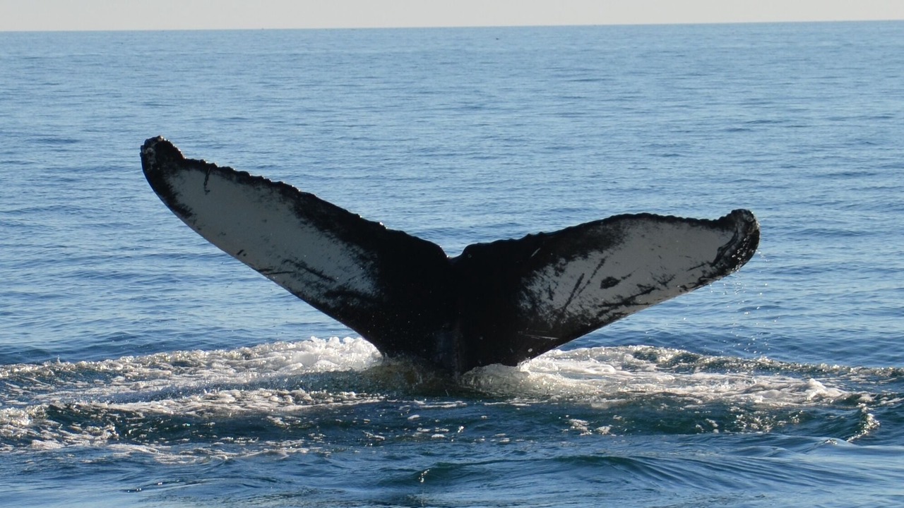 Photo of Others in Puerto Penasco