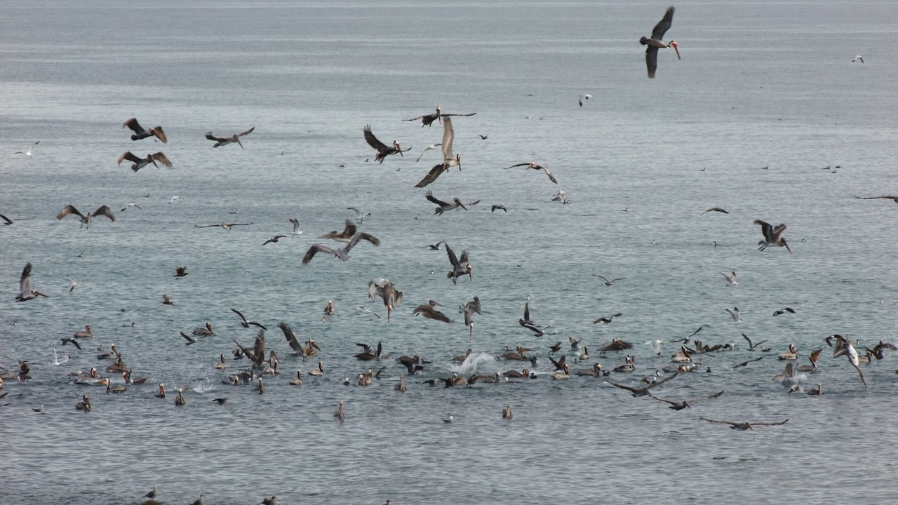 Photo of Others in Puerto Penasco