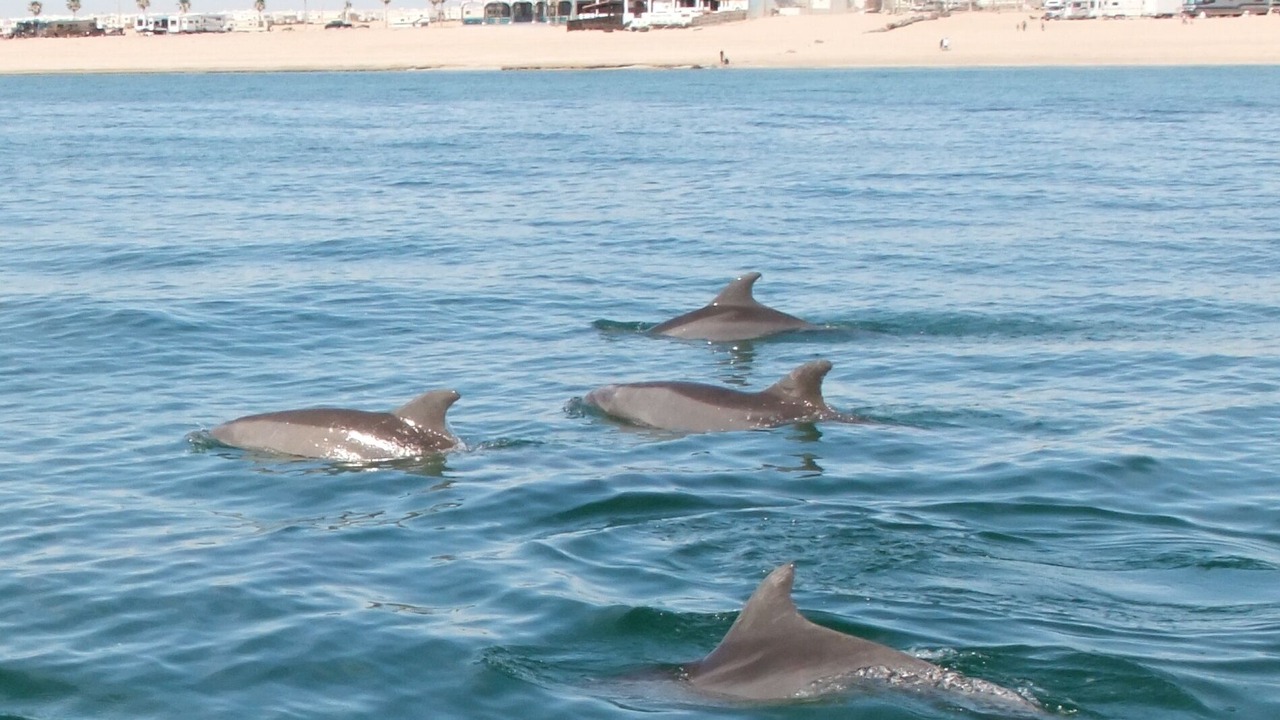 Photo of Others in Puerto Penasco