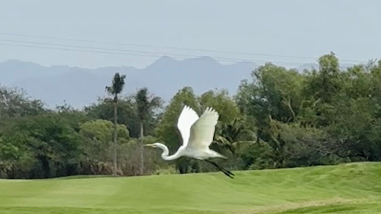 Photo of Others in Nuevo Vallarta