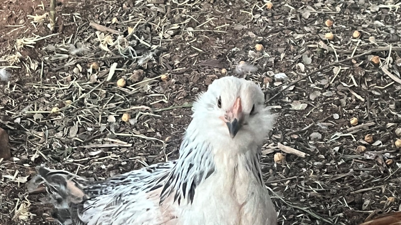 Photo of Others in West Sedona