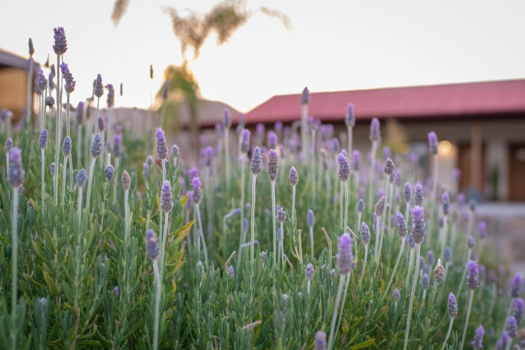 Photo of Others in Valle de Guadalupe