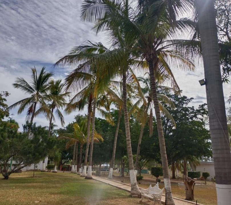Photo of Others in Guamuchil