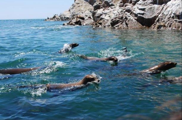 Photo of Human In Picture in Brisas del Golfo