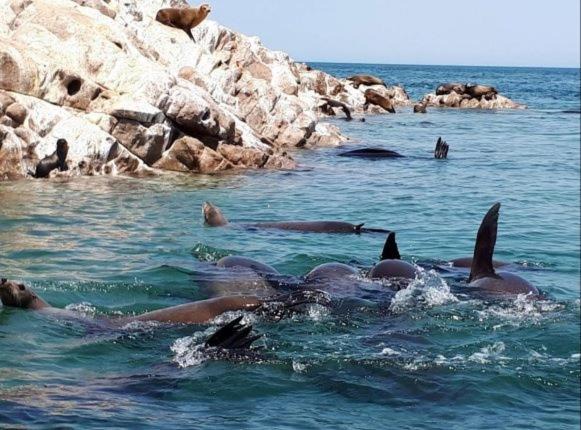 Photo of Human In Picture in Brisas del Golfo