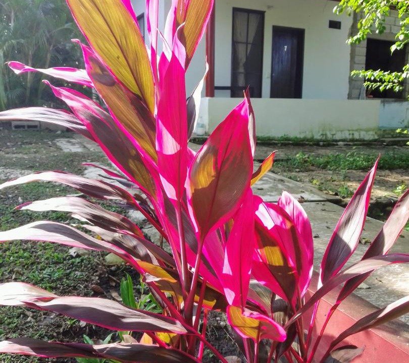 Photo of Others in Palenque